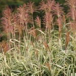 Variegated Miscanthus (Miscanthus sinensis 'Variegatus') Plant - Grass-like Plants