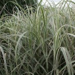 Variegated Miscanthus (Miscanthus sinensis 'Variegatus') Plant - Grass-like Plants