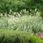 Variegated Miscanthus (Miscanthus sinensis 'Variegatus') Plant - Grass-like Plants
