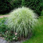 Variegated Miscanthus (Miscanthus sinensis 'Variegatus') Plant - Grass-like Plants