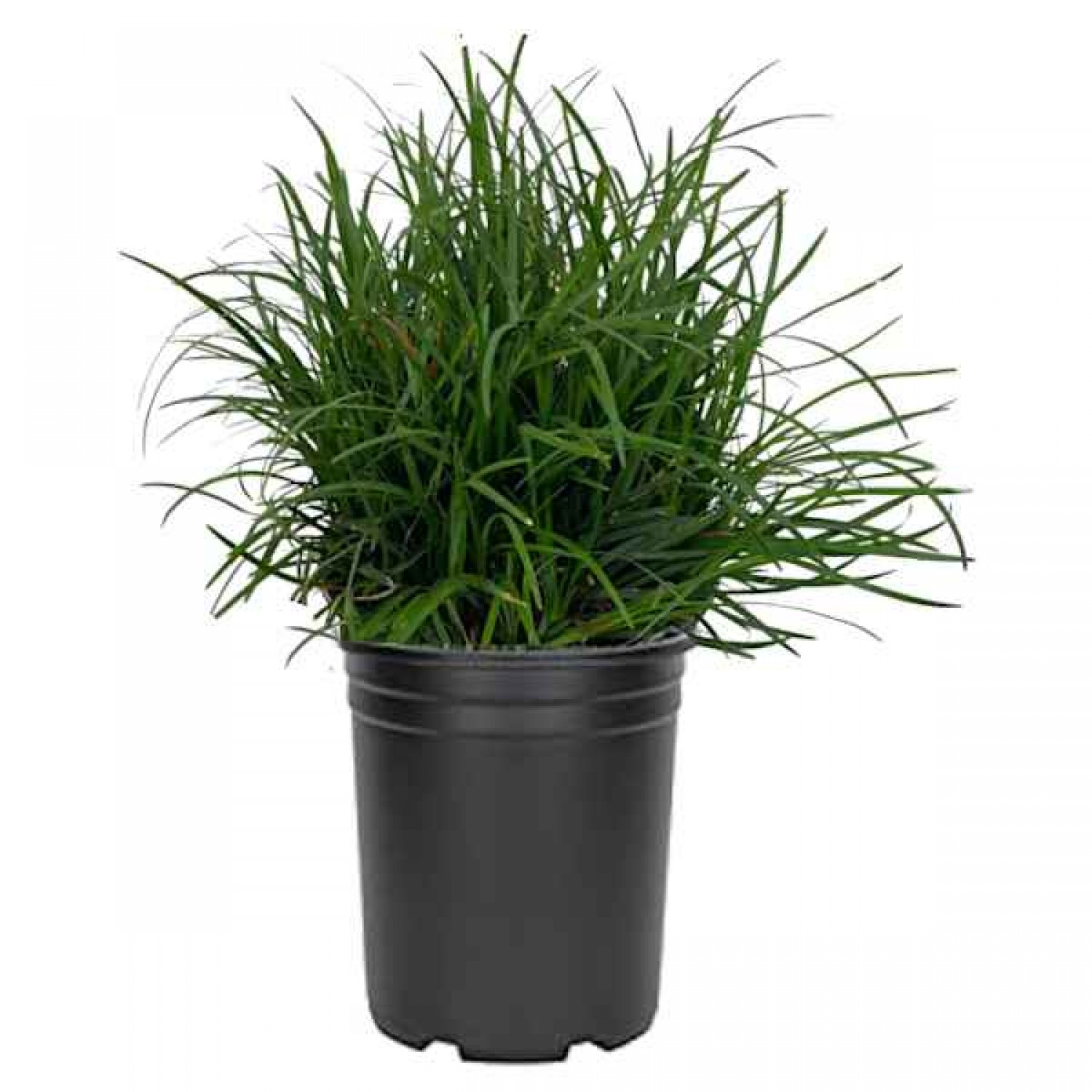 Οφιοπώγων Πράσινος (Ophiopogon japonicus) Φυτό - Πολυετή Εδαφοκαλυπτικά Φυτά