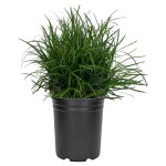 Οφιοπώγων Πράσινος (Ophiopogon japonicus) Φυτό - Πολυετή Εδαφοκαλυπτικά Φυτά