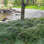 Οφιοπώγων Πράσινος (Ophiopogon japonicus) Φυτό - Πολυετή Εδαφοκαλυπτικά Φυτά