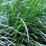 Οφιοπώγων Πράσινος (Ophiopogon japonicus) Φυτό - Πολυετή Εδαφοκαλυπτικά Φυτά