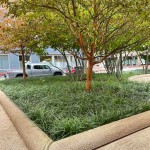 Οφιοπώγων Πράσινος (Ophiopogon japonicus) Φυτό - Πολυετή Εδαφοκαλυπτικά Φυτά