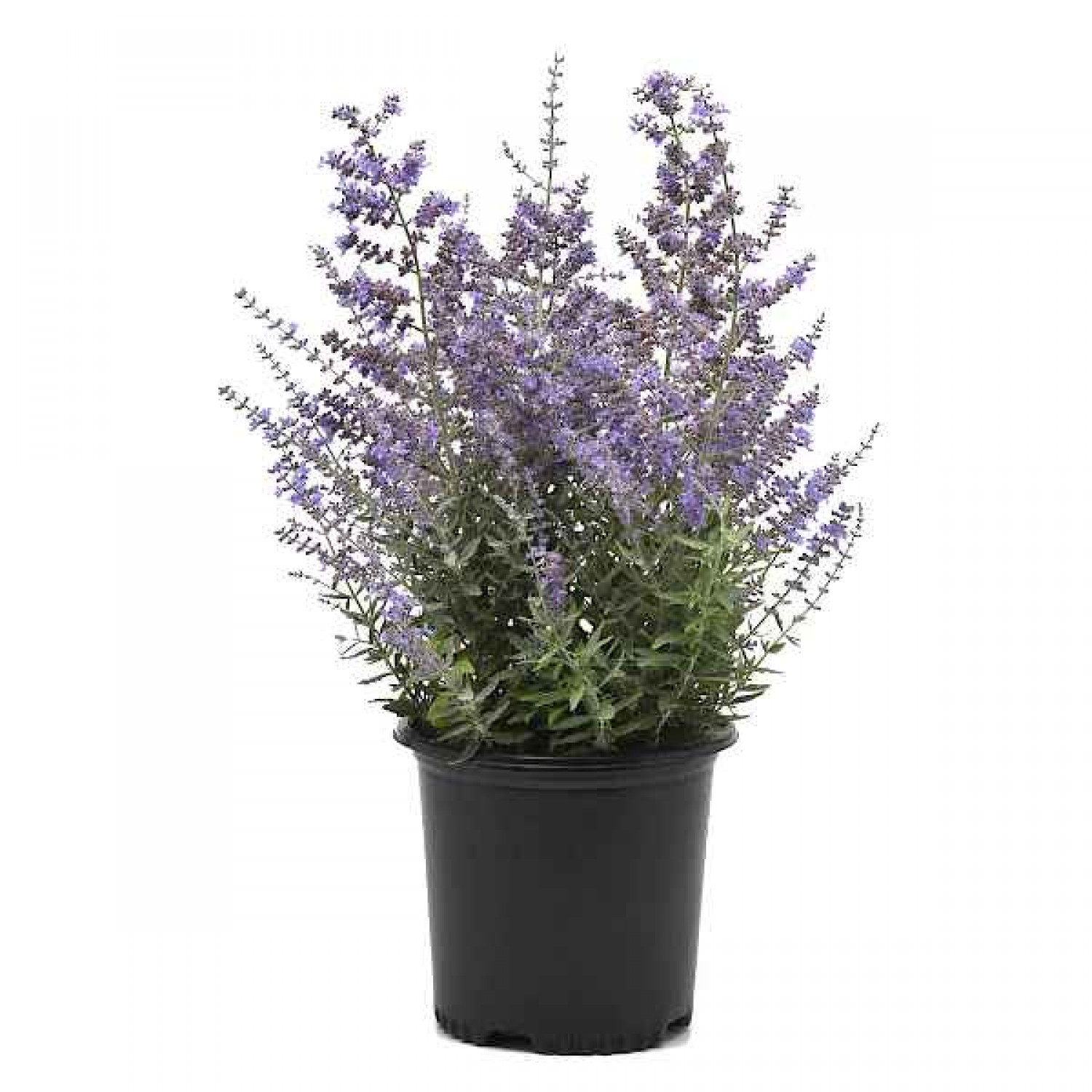 Περόβσκια ή Ρώσικο Φασκόμηλο (Perovskia atriplicifolia-συν. Salvia yangii) Φυτό - Πολυετή Ανθοφόρα Φυτά