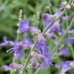 Περόβσκια ή Ρώσικο Φασκόμηλο (Perovskia atriplicifolia-συν. Salvia yangii) Φυτό - Πολυετή Ανθοφόρα Φυτά