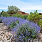 Περόβσκια ή Ρώσικο Φασκόμηλο (Perovskia atriplicifolia-συν. Salvia yangii) Φυτό - Πολυετή Ανθοφόρα Φυτά