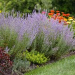 Περόβσκια ή Ρώσικο Φασκόμηλο (Perovskia atriplicifolia-συν. Salvia yangii) Φυτό - Πολυετή Ανθοφόρα Φυτά