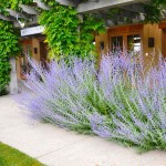 Περόβσκια ή Ρώσικο Φασκόμηλο (Perovskia atriplicifolia-συν. Salvia yangii) Φυτό - Πολυετή Ανθοφόρα Φυτά