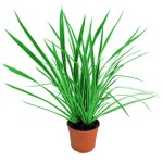 New Zealand Hemp (Phormium tenax) Foliage Plant