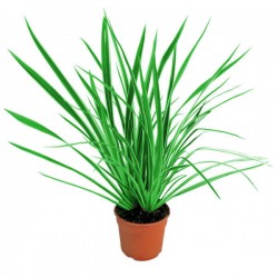 New Zealand Hemp (Phormium tenax) Foliage Plant