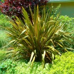 New Zealand Hemp (Phormium tenax) Foliage Plant