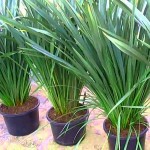 New Zealand Hemp (Phormium tenax) Foliage Plant