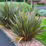 New Zealand Hemp (Phormium tenax) Foliage Plant