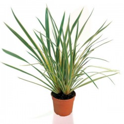 New Zealand Hemps Variegatum (Phormium tenax "Variegatum")