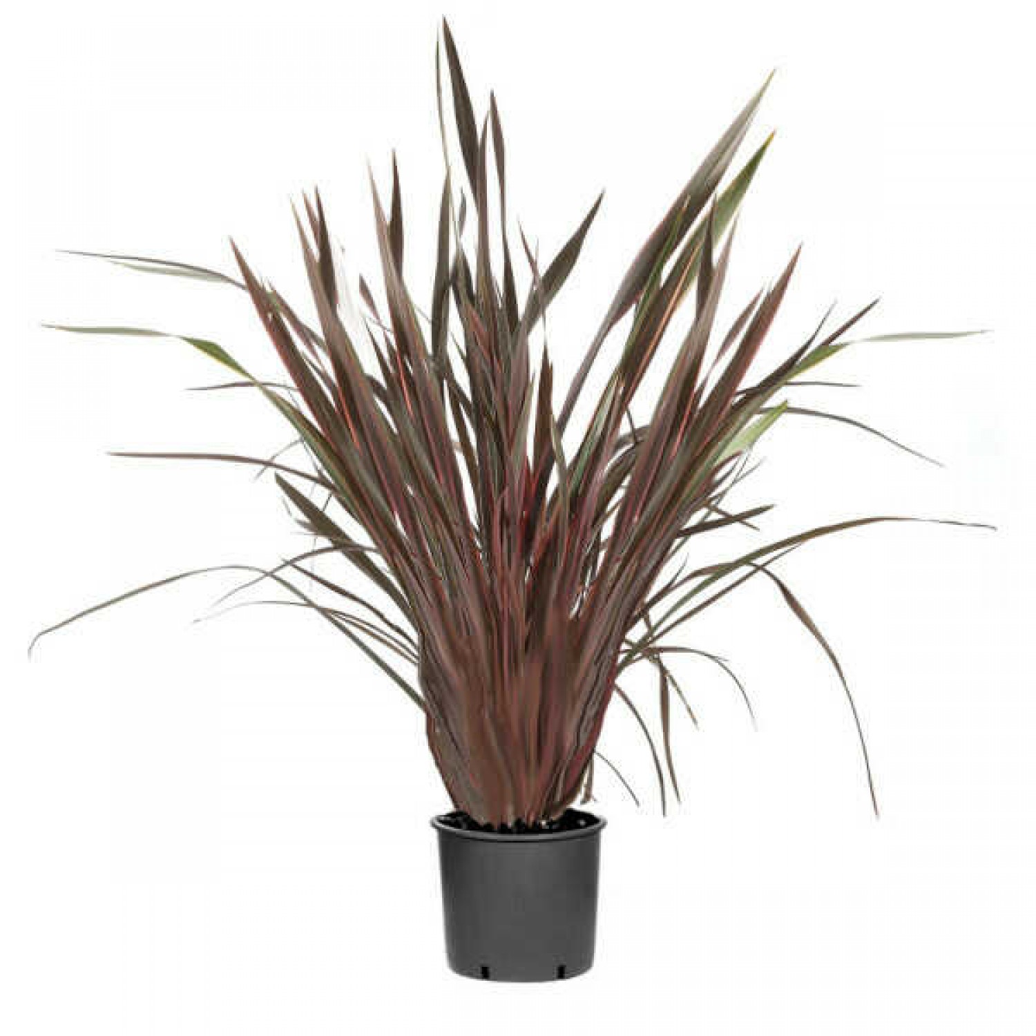 New Zealand Hemp Red (Phormium tenax "Purpureum") Plant New Zealand Hemps Red (Phormium tenax "Purpureum")