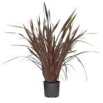 New Zealand Hemp Red (Phormium tenax "Purpureum") Plant New Zealand Hemps Red (Phormium tenax "Purpureum")