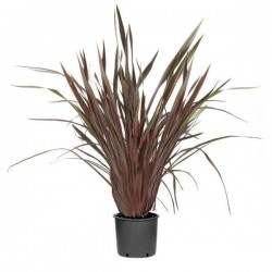 New Zealand Hemps Red (Phormium tenax "Purpureum")