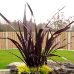 New Zealand Hemp Red (Phormium tenax "Purpureum") Plant New Zealand Hemps Red (Phormium tenax "Purpureum")