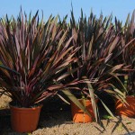 New Zealand Hemp Red (Phormium tenax "Purpureum") Plant New Zealand Hemps Red (Phormium tenax "Purpureum")