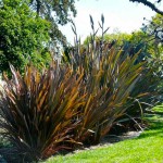 New Zealand Hemp Red (Phormium tenax "Purpureum") Plant New Zealand Hemps Red (Phormium tenax "Purpureum")