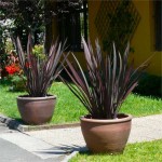 New Zealand Hemp Red (Phormium tenax "Purpureum") Plant New Zealand Hemps Red (Phormium tenax "Purpureum")