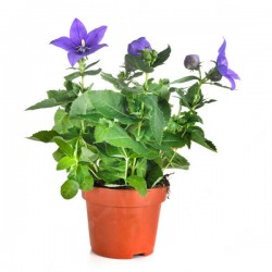 Πλατυκώδωνας-Πλατυκώδων ο μεγανθής-Platycodon grandiflorus