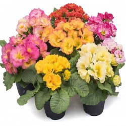 Πρίμουλα (Primula vulgaris-συν. Primula acaulis) Φυτό - Πολυετή Ανθοφόρα Φυτά