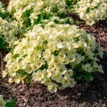Primrose (Primula vulgaris-syn. Primula acaulis) Plant - Flowering Plants