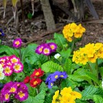 Primrose (Primula vulgaris-syn. Primula acaulis) Plant - Flowering Plants