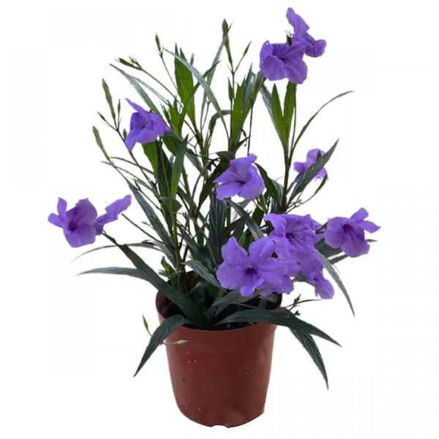 Mexican Petunia (Ruellia brittoniana-syn. Ruellia simplex) Plant - Herbaceous Plants
