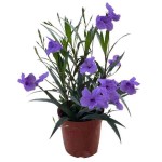 Mexican Petunia (Ruellia brittoniana-syn. Ruellia simplex) Plant - Herbaceous Plants