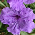 Mexican Petunia (Ruellia brittoniana-syn. Ruellia simplex) Plant - Herbaceous Plants