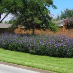 Mexican Petunia (Ruellia brittoniana-syn. Ruellia simplex) Plant - Herbaceous Plants