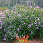 Mexican Petunia (Ruellia brittoniana-syn. Ruellia simplex) Plant - Herbaceous Plants