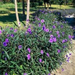 Mexican Petunia (Ruellia brittoniana-syn. Ruellia simplex) Plant - Herbaceous Plants