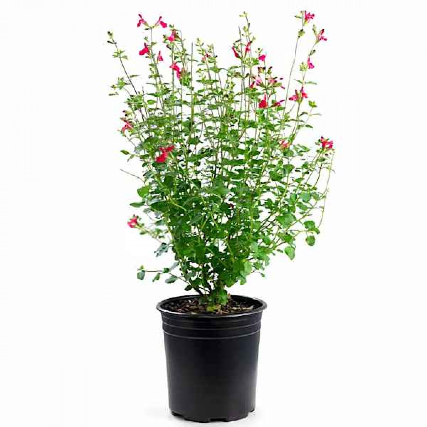 Red Chihuahuan Sage (Salvia greggii) Herbaceous Plant - Flowering Plants