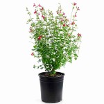 Red Chihuahuan Sage (Salvia greggii) Herbaceous Plant - Flowering Plants