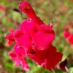 Red Chihuahuan Sage (Salvia greggii) Herbaceous Plant - Flowering Plants