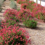 Red Chihuahuan Sage (Salvia greggii) Herbaceous Plant - Flowering Plants