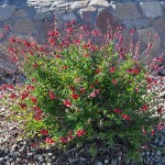 Red Chihuahuan Sage (Salvia greggii) Herbaceous Plant - Flowering Plants