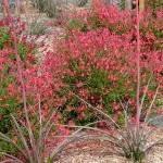 Red Chihuahuan Sage (Salvia greggii) Herbaceous Plant - Flowering Plants