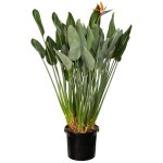 Στρελίτσια ή Στερλίτσια (Strelitzia reginae) Φυτό - Πουλί του Παραδείσου Στερλίτσια ή Πουλί του Παραδείσου (Strelitzia reginae) Φυτό
