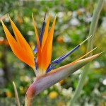 Στρελίτσια ή Στερλίτσια (Strelitzia reginae) Φυτό - Πουλί του Παραδείσου Στερλίτσια ή Πουλί του Παραδείσου (Strelitzia reginae) Φυτό