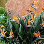 Στρελίτσια ή Στερλίτσια (Strelitzia reginae) Φυτό - Πουλί του Παραδείσου Στερλίτσια ή Πουλί του Παραδείσου (Strelitzia reginae) Φυτό