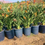 Στρελίτσια ή Στερλίτσια (Strelitzia reginae) Φυτό - Πουλί του Παραδείσου Στερλίτσια ή Πουλί του Παραδείσου (Strelitzia reginae) Φυτό