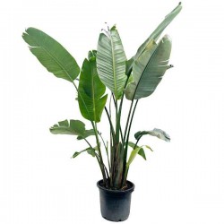 Giant White Bird of Paradise (Strelitzia nicolai) Plant - Tropical Ornamental Plants