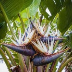 Giant White Bird of Paradise (Strelitzia nicolai) Plant - Tropical Ornamental Plants