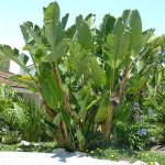 Giant White Bird of Paradise (Strelitzia nicolai) Plant - Tropical Ornamental Plants
